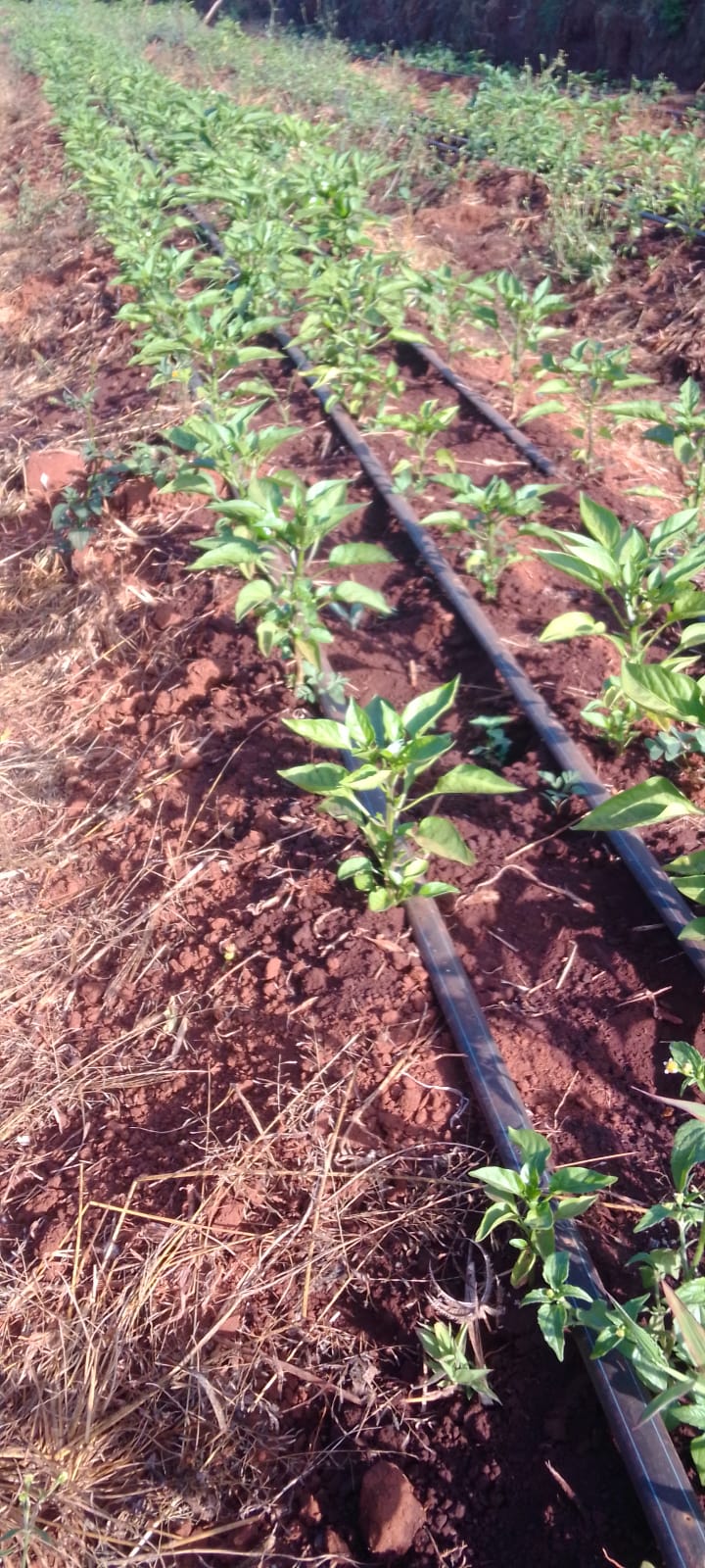 Broccoli - Vegetable Farming
